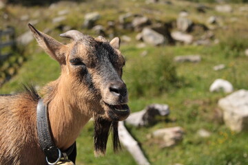 caprette al lago di neves