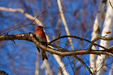 Pine Grosbeak in the canadian winter in Quebec