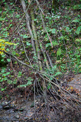 Steiler bewachsener Abhang im Helletal bei Winterberg