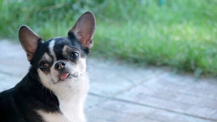 Portrait of short haired chihuahua dog walking outdoors. Copy space.