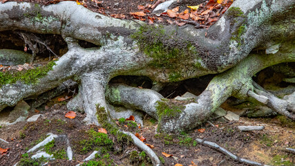 Buchenwurzeln graben sich fest ins Erdreich