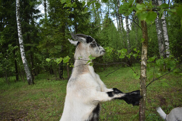 the goat eats the leaves of birch