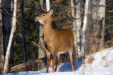 Nice young deer in the wild Canadian forest