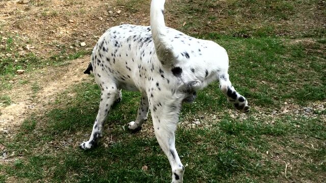 Young dalmatian male dog marking territory and peeing on green grass. Dog walking and urinating in real time. Close-up. Outdoors.