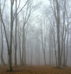 landscape in a leafless forest with fog