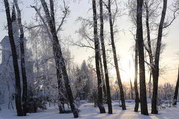 Fototapeta premium snow covered trees