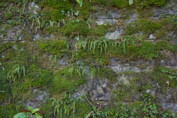 Moos, Flechten und Farn wachsen an einer alten Mauer