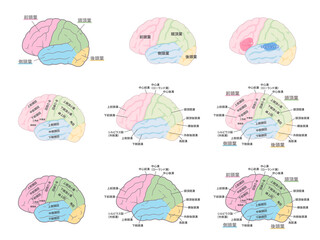 脳の名称のイラストセット_脳回_脳溝_色分け