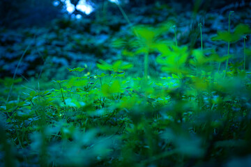 Fototapeta na wymiar green moss in the forest