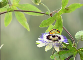 passion frlower
