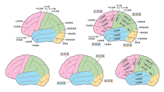 脳の名称のイラストセット_脳回_脳溝_色分け