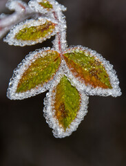 a twig with frozen leaves