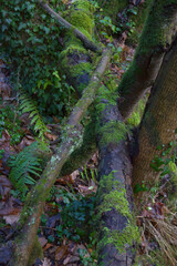 Moos, Farn,Flechten und Efeu wachsen an einem Baumstamm