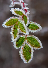 a branch with frozen green leaves