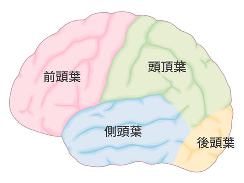 頭頂葉 Images Browse 74 Stock Photos Vectors And Video Adobe Stock