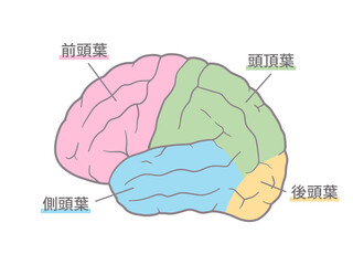 Leinwandbilder 脳の名称のイラストセット 脳回 脳溝 Leinwandbilder ふわぷか