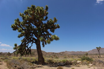 Joshua tree in californian desert