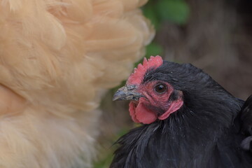 Black pekin bantam chicken with red comb and wattle on a background of sandy buff orpington chicken feathers 