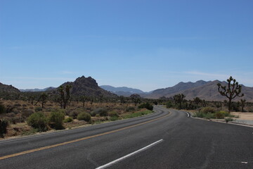 Road trough desert with Joshua Trees