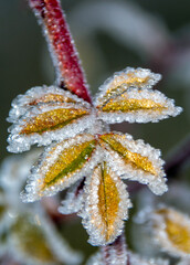 a branch with frozen leaves