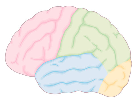 頭頂葉 Images Browse 84 Stock Photos Vectors And Video Adobe Stock