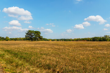 Fototapeta na wymiar Autumn field steppe landscape with fir trees, Askania-Nova biosphere reserve (sanctuary), Ukraine.