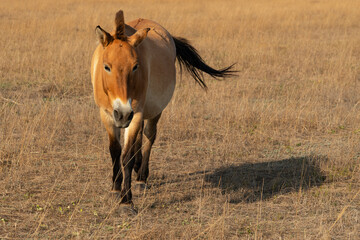 Horse Przewalski's, animal in steppe, Askaniya-Nova, Ukraine