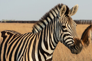 Fototapeta na wymiar Zebra African herbivore animal standing on the steppe grass pasture