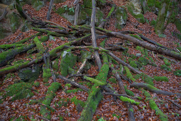 Moosbedecktes Totholz im Hönnetal