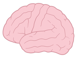脳のイラスト