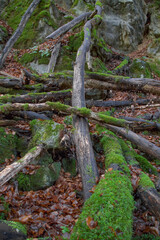 Moosbedecktes Totholz im Hönnetal