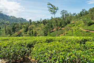 Fototapeta na wymiar Tea green field landscape, Sri Lanka, Nuwara Eliya plantation
