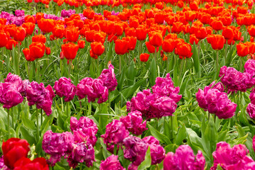 Red and purple tulip flowers, Holland, Kukenhof park, The Netherlands