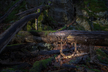 Vertrocknete Baumrinde hängt im Licht vom Stamm