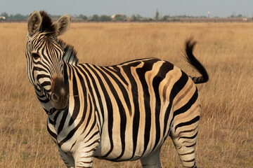 Zebra African herbivore animal standing on the steppe grass pasture