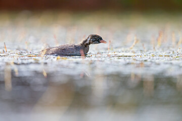A juvenile little grebe foraging in a pond in Germany