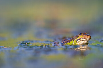 A green frog close up in a pond.