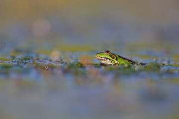 A green frog close up in a pond.