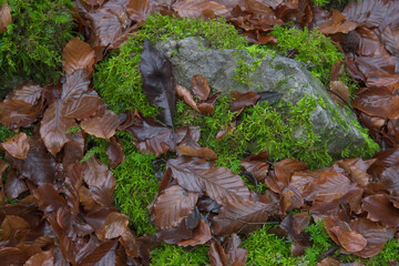 Grünes Moos und feuchtes Herbstlaub im Hönnetal