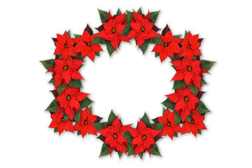 Christmas natural decoration - a round wreath of red flowers of Poinsettia isolated on a white background