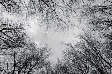 Blick in den Himmel durch blattlose Baumkronen im Hönnetal