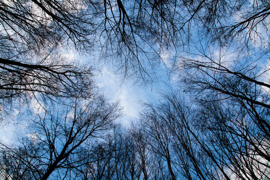 Blick in den Himmel durch blattlose Baumkronen im H&ouml;nnetal