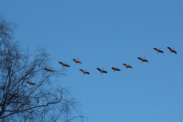 Common Crane - Kranich - Grus grus ssp. grus, Germany, winter group
