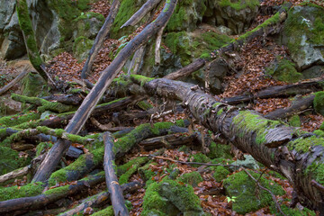Moosbewachsenes Totholz und Felsen im Hönnetal