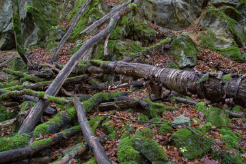 Moosbewachsenes Totholz und Felsen im H&ouml;nnetal