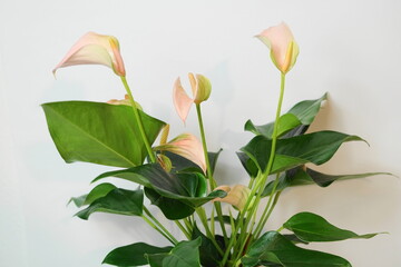 Calla, Anthurium © Sylvio