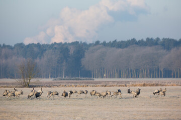 Common Crane - Kranich - Grus grus ssp. grus, Germany (Sachsen), winter group