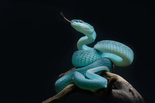 Blue Pit-Viper
