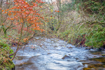 Obraz na płótnie Canvas Autumn stream in Skaigh Valley, Belstone, edge of Dartmoor National Park, England.