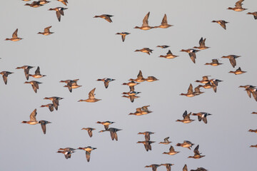 Eurasian Wigeon - Pfeifente - Mareca penelope, Germany (Niedersachsen), flock with Eurasian Teal and Pintail